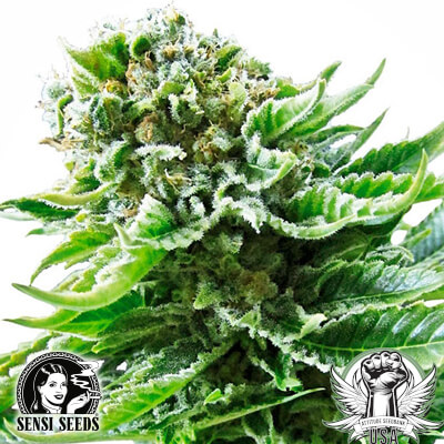Sensi Seeds Northern Lights AUTO