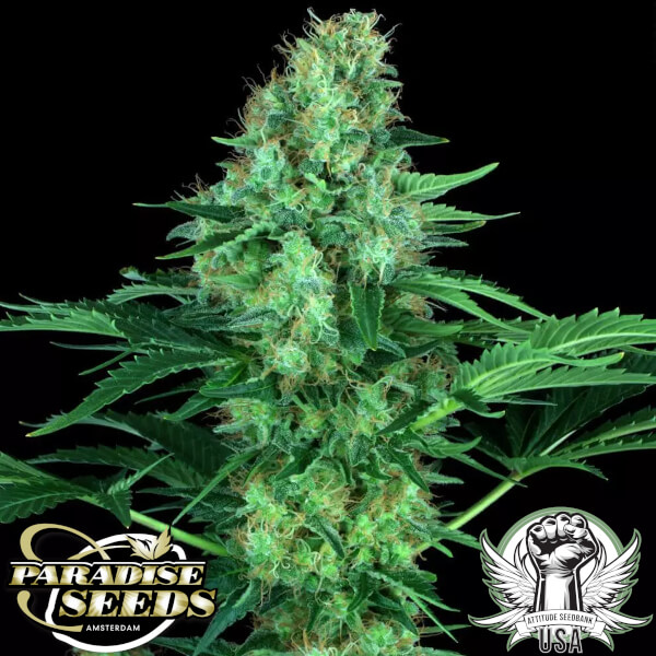 attitude seedbank usa paradise seeds original white widow ibl 3_600x600.jpg
