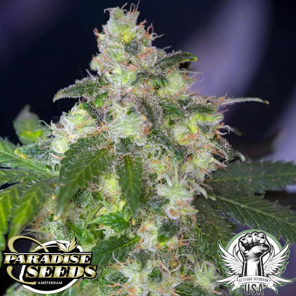 attitude seedbank usa paradise seeds original white widow ibl 4_600x600.jpg