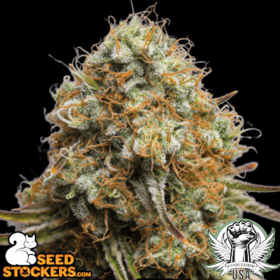 SeedStockers Seeds Wedding Glue