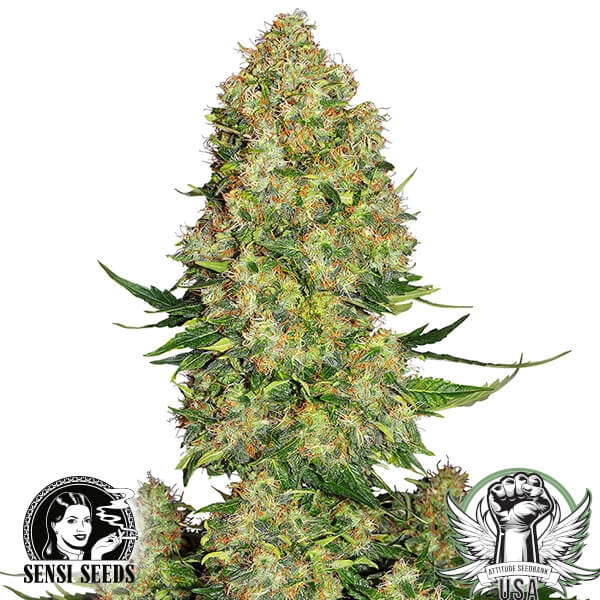 Sensi Seeds Skunk #1 AUTO