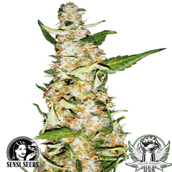 attitude sensi seeds skunk1auto2 600x600_600x600.jpg