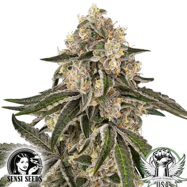 Sensi Seeds Sunset Peach