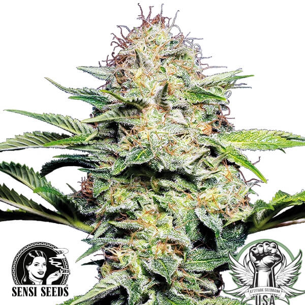 Sensi Seeds Sensi Skunk AUTO