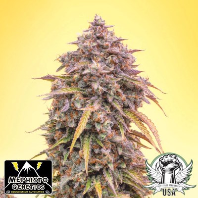 Mephisto Genetics Seeds 3 Bears OG AUTO