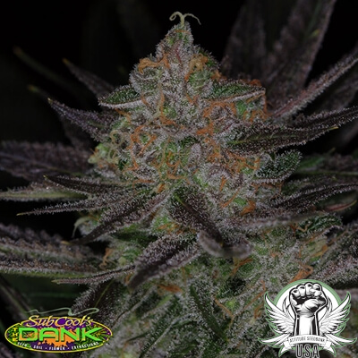 SubCool Seeds Qrazy Train F2