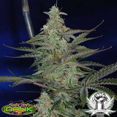 SubCool Seeds Third Dimension F2