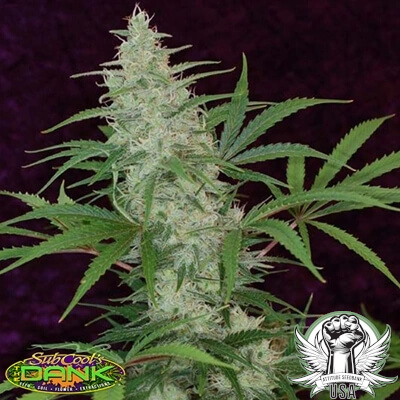 SubCool Seeds Vortex F2