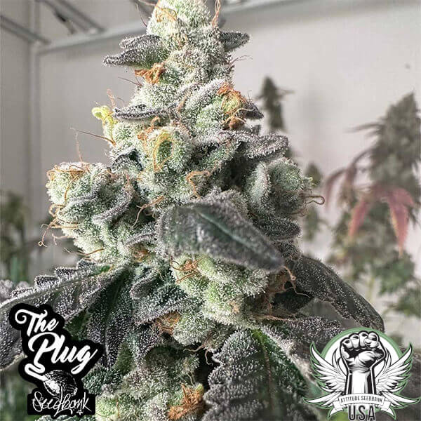 The Plug Seedbank Seeds Moscow Mule