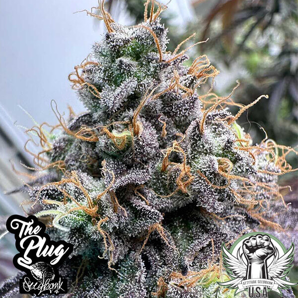 The Plug Seedbank Seeds Pina Colada