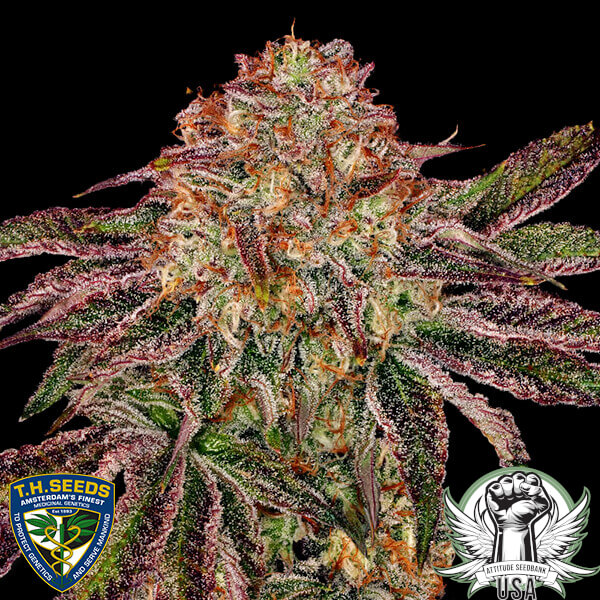 TH Seeds BubbleGummiez