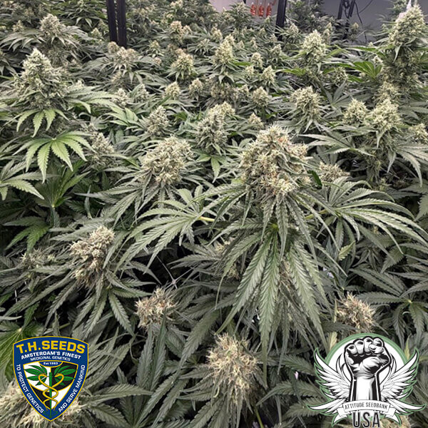 attitude thseeds buzzle4 600x600_600x600.jpg