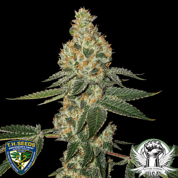 TH Seeds Green Candy Apple