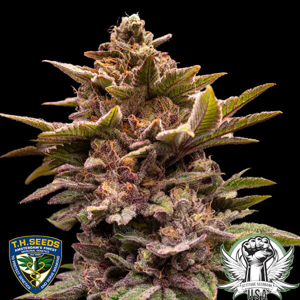 TH Seeds Pure Lemon Cherry