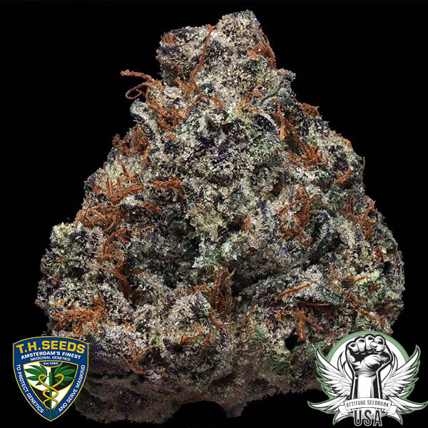 attitude thseeds zourgum 1 600x600_600x600.jpg