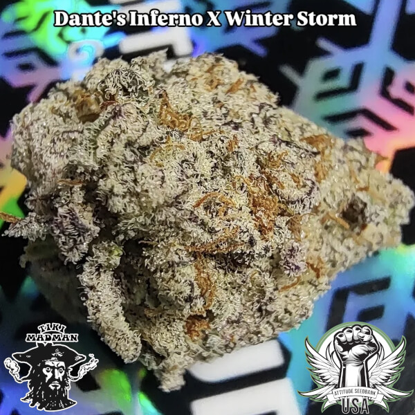 Tiki Madman Seeds Dante's Inferno x Winter Storm
