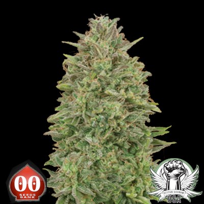 00 Seeds 00 Skunk