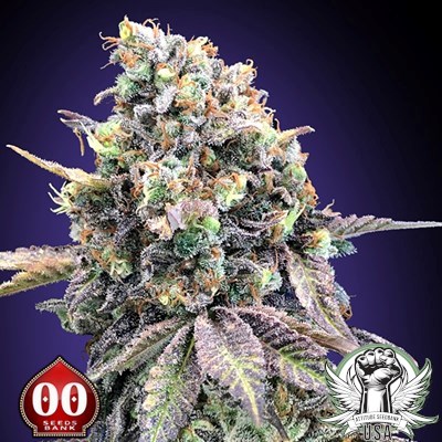 00 Seeds Purple Punch