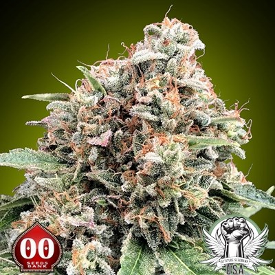 00 Seeds Sweet Critical 2.0