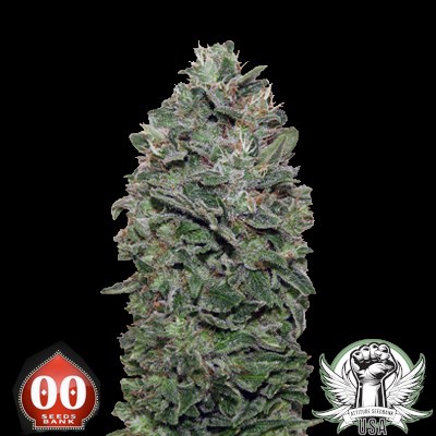 00 Seeds Sweet Somango Fast