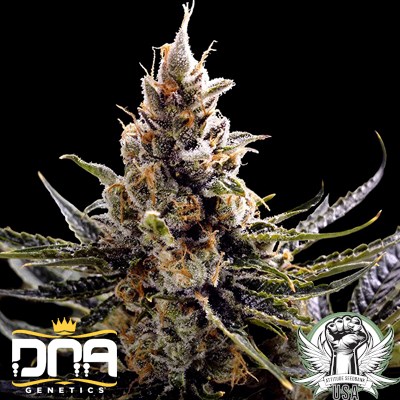 DNA Genetics Seeds 24K Gold (Kosher Tangie)