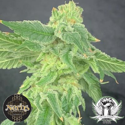 Nerds Genetics Seeds Airborne G-13 S1