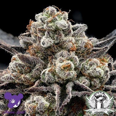 Anesia Seeds Epic Buzz