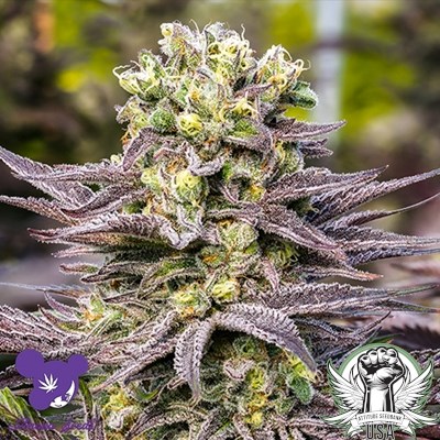 Anesia Seeds Oracle Octane