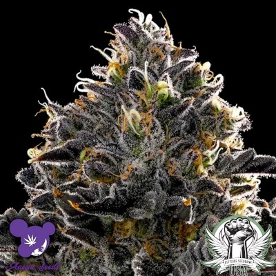 Anesia Seeds Purple Lobster