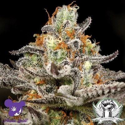 Anesia Seeds Sleepy Joe