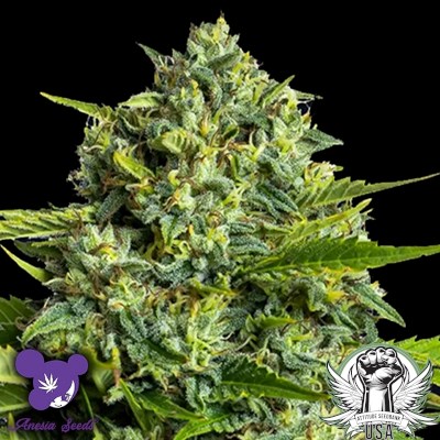 Anesia Seeds Sticky Boof