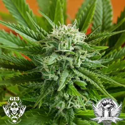 G13 Labs Seeds Pineapple Express AUTO