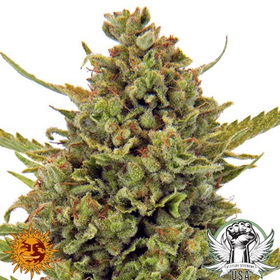 Barney's Farm Seeds Acapulco Gold