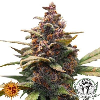 Barney's Farm Seeds Ayahuasca Purple