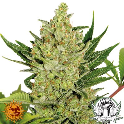 Barney's Farm Seeds Blueberry Cheese AUTO aka Blue Cheese