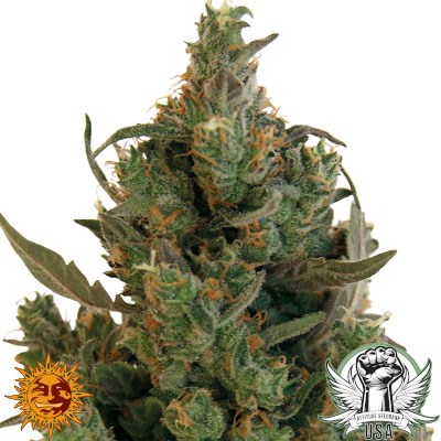 Barney's Farm Seeds Blueberry Cheese aka Blue Cheese