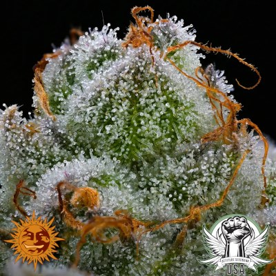 attitude usa barneys farm blue dream 2_400x400.jpg