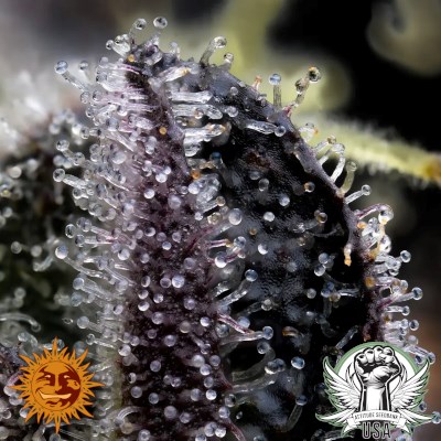 attitude usa barneys farm blue dream 3_400x400.jpg