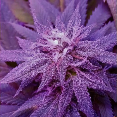 attitude usa barneys farm caramel cbd 4_400x400.jpg