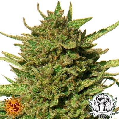 Barney's Farm Seeds Critical Kush