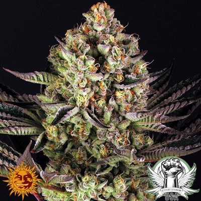 Barney's Farm Seeds Dos Si Dos #33