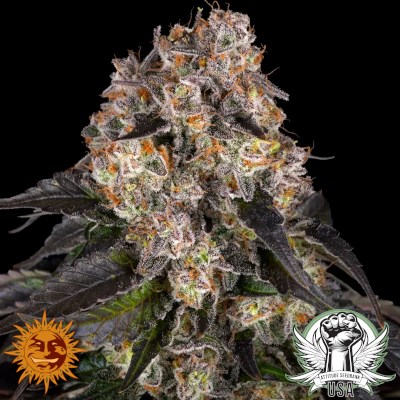 attitude usa barneys farm girl scout cookies 1_400x400.jpg