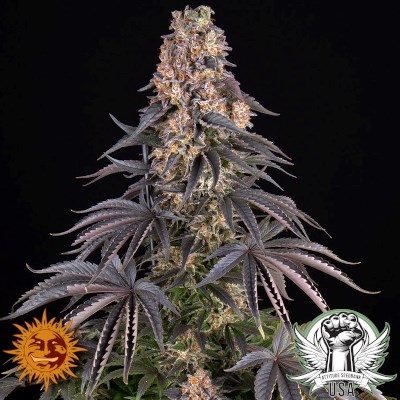 attitude usa barneys farm girl scout cookies 3_400x400.jpg