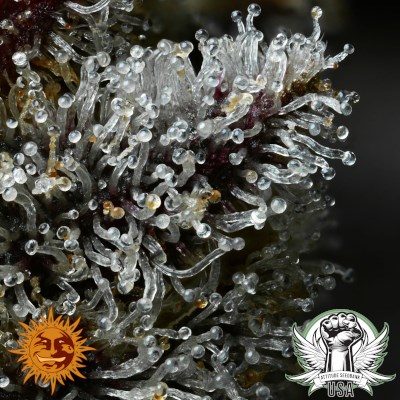 attitude usa barneys farm lemon cherry gelato 2_400x400.jpg