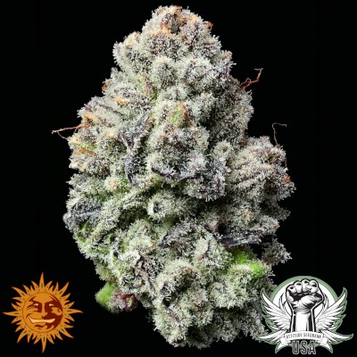 attitude usa barneys farm lemon cherry gelato 3_400x400.jpg