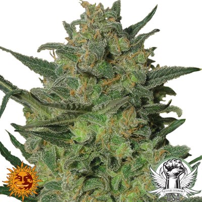 Barney's Farm Seeds LSD