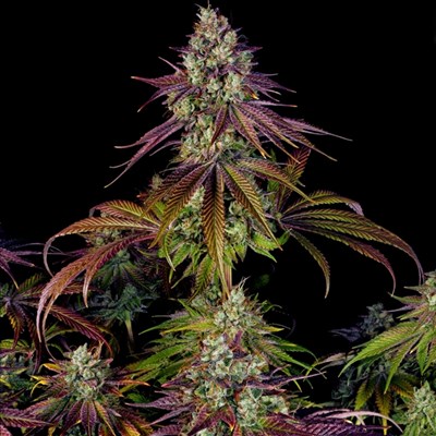 attitude usa barneys farm mimosa evo 3_400x400.jpg