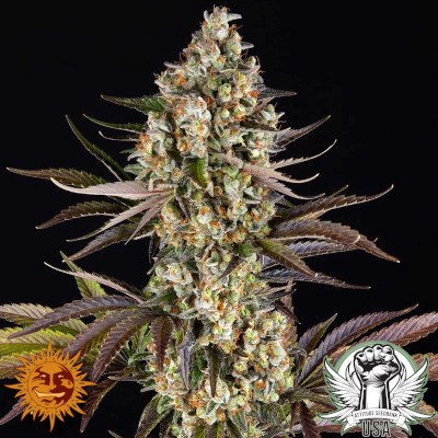 attitude usa barneys farm og kush 2_400x400.jpg