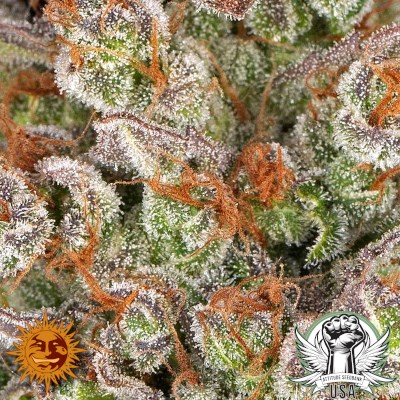 attitude usa barneys farm og kush 3_400x400.jpg