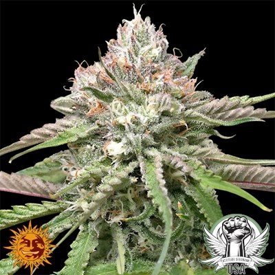 attitude usa barneys farm peyote critical 1_400x400.jpg